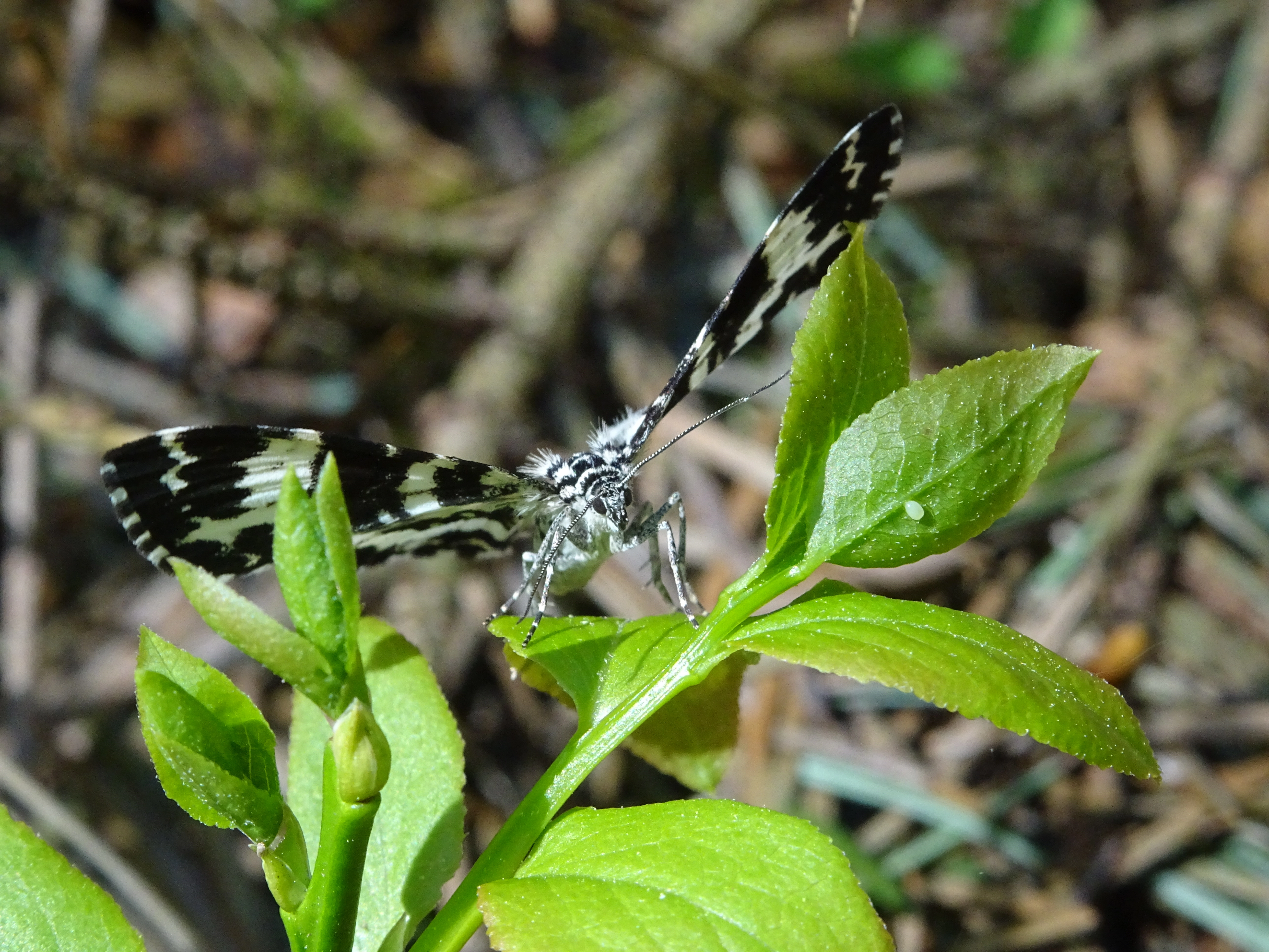 aaSpeerpuntspanner Rheumaptera hastata ei Joey Bom 2018 05 04 DSC06398.JPG